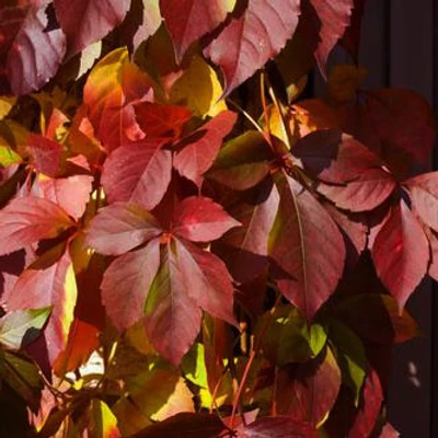 Parthenocissus quinquefolia 'Redwall' (syn.: 'Troki') – Tapadó vadszőlő