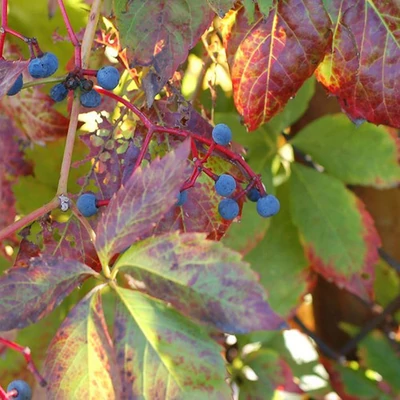Parthenocissus quinquefolia var. murorum' – Kacsos vadszőlő