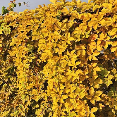 Parthenocissus quinquefolia 'Yellow Wall' – Vadszőlő