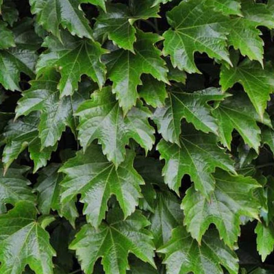 Parthenocissus tricuspidata 'Diamond Mountains' – Élénkzöld tapadókorongos vadszőlő