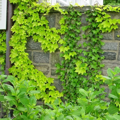 Parthenocissus tricuspidata 'Fenway Park' – Élénkzöld tapadókorongos vadszőlő