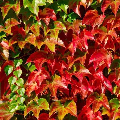 Parthenocissus tricuspidata 'Green Spring' – Élénkzöld tapadókorongos vadszőlő