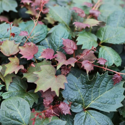 Parthenocissus tricuspidata 'Purpurea' – Tapadókorongos vadszőlő