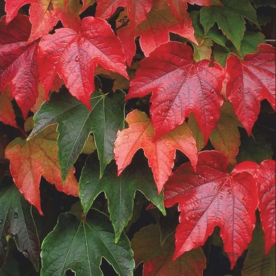 Parthenocissus tricuspidata - Repkényszőlő