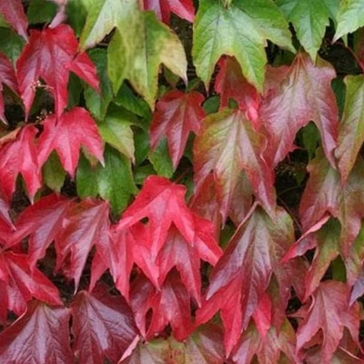 Parthenocissus tricuspidata 'Veitchii' - Tapadókorongos vadszőlő 