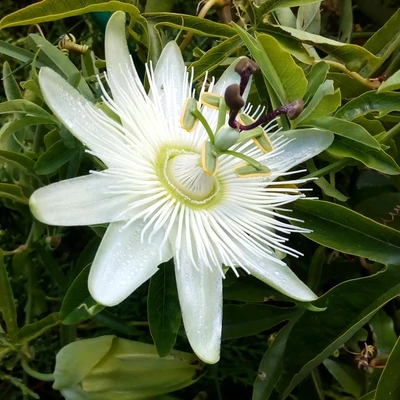 Passiflora caerulea 'Constance Elliott' – Hófehér golgotavirág