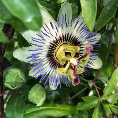 Passiflora caerulea – Kék golgotavirág