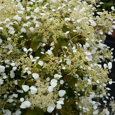 Schizophragma 'White Wedding'® – Kúszóhortenzia