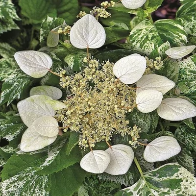 Schizophragma hydrangeoides 'Burst of Light'® – Japán kúszóhortenzia