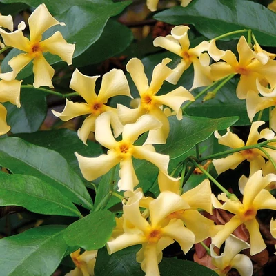 Trachelospermum jasminoides 'Star of Toscana' - Toszkána csillaga csillagjázmin