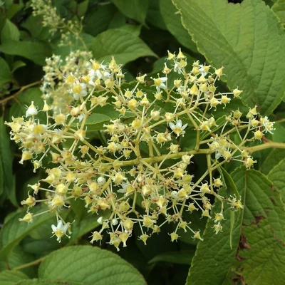 Trypterigium regelii – Mennydörgés Isten szőlője