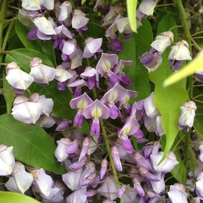 Wisteria brachibotrys 'Golden Dragon' – Lilaakác
