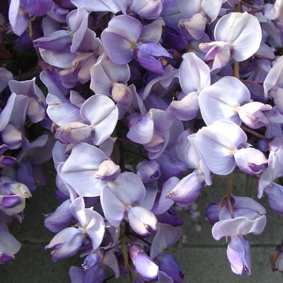 Wisteria brachybotrys 'Grande Diva Barbara' – Lilaakác