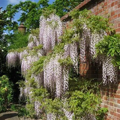 Wisteria floribunda 'Kuchi-beni' – Lilaakác