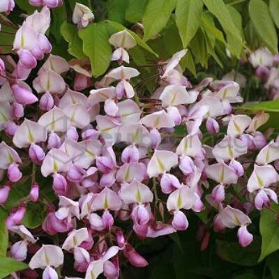 Wisteria floribunda 'Lilac Rose' – Lilaakác
