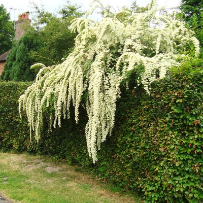 Wisteria floribunda 'Longissima Alba' – Lilaakác (fehér)
