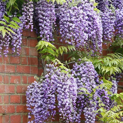 Wisteria floribunda 'Ludwik Lawin' – Lilaakác