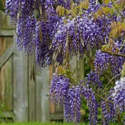 Wisteria floribunda 'New Blue Fountaine' – Lilaakác