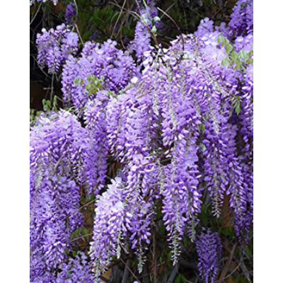 Wisteria floribunda 'Royal Purple' – Lilaakác
