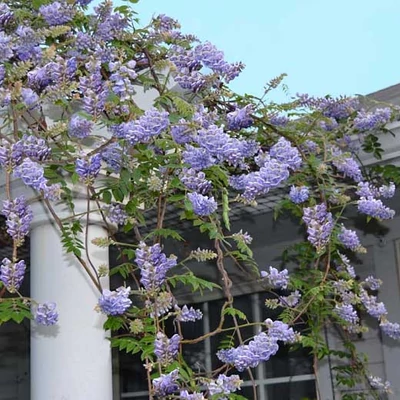 Wisteria frutescens – Lilaakác
