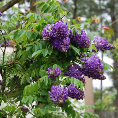 Wisteria frutescens 'Longwood Purple' - Különleges virágú lilaakác