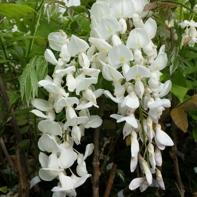Wisteria frutescens 'Nivea' – Különleges virágú lilaakác