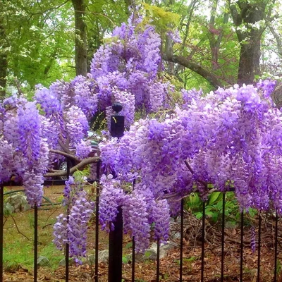 Wisteria macrostachya 'Blue Moon' - Lilaakác