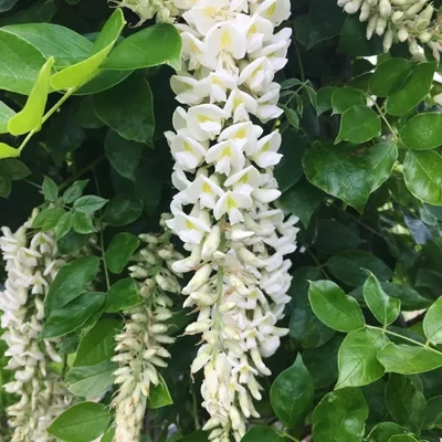 Wisteria macrostachya 'Clara Mack' – Lilaakác