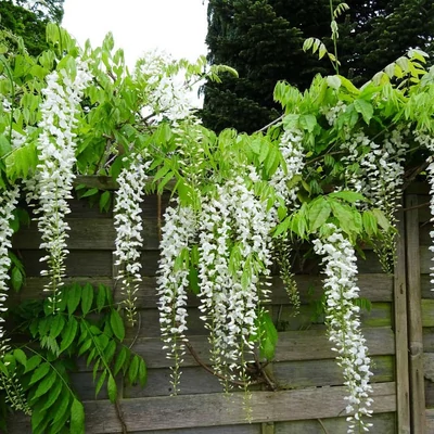 Wisteria sinensis 'Alba' – Fehér virágú lilaakác