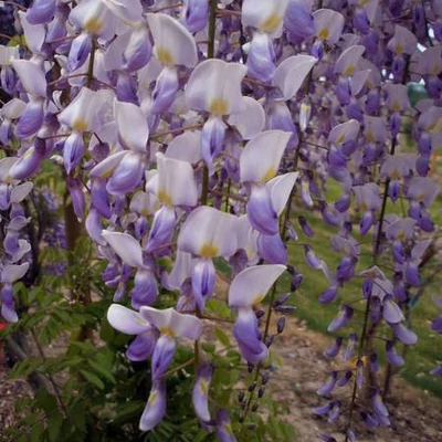 Wisteria sinensis 'Grande Diva Maria' – Lilaakác