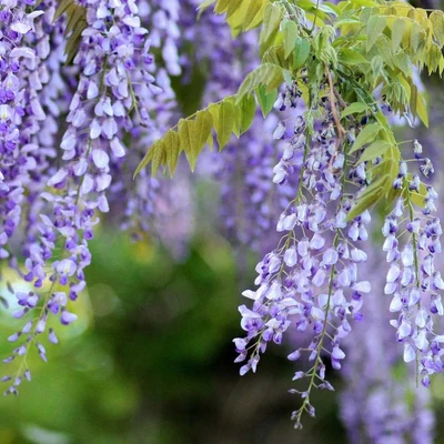 Wisteria sinensis 'Peter Valder' – Lilaakác