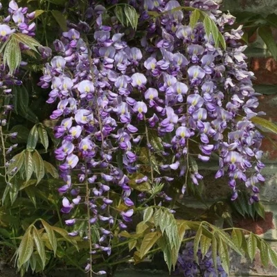 Wisteria sinensis 'Prematura' – Lilaakác
