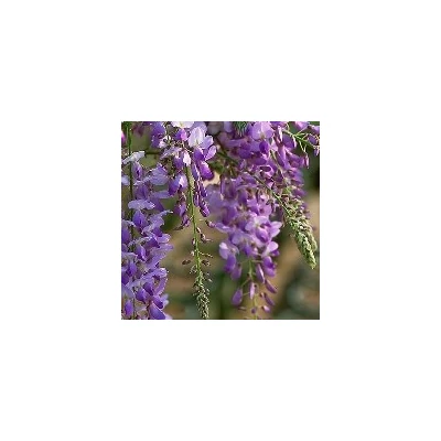 Wisteria sinensis 'Texas Purple' – Lilaakác