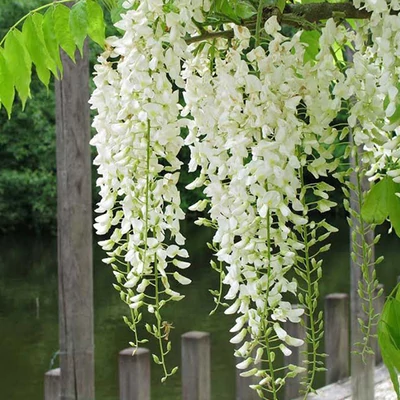 Wisteria sinensis 'Texas White' – Lilaakác