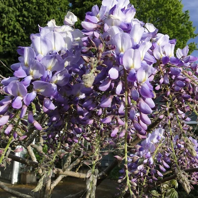 Wisteria 'Southern Belle' – Liláskék lilaakác