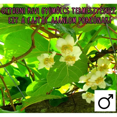 Actinidia deliciosa 'Tomuri' - Porzós kivi