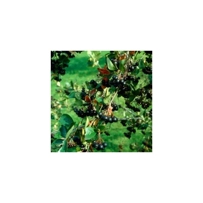 Aronia melanocarpa 'Amit' - Fekete berkenye