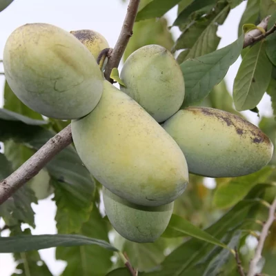 Asimina triloba 'Golden' – Indián banán
