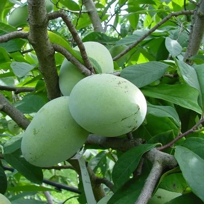 Asimina triloba 'Lady Di' – Indián banán