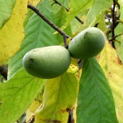 Asimina triloba 'Mitchell' – Indián banán