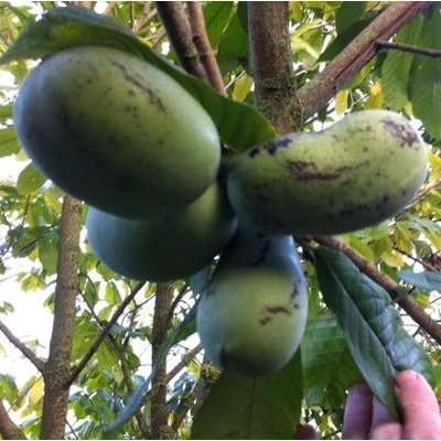 Asimina triloba 'Nijelemster Bigwan' – Indián banán