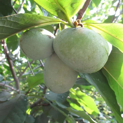 Asimina triloba 'Wilson' – Indián banán