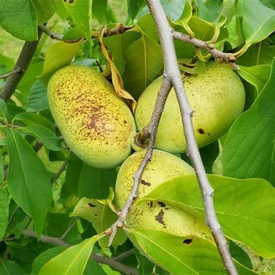 Asimina triloba 'Benny's Favorite' – Indián banán