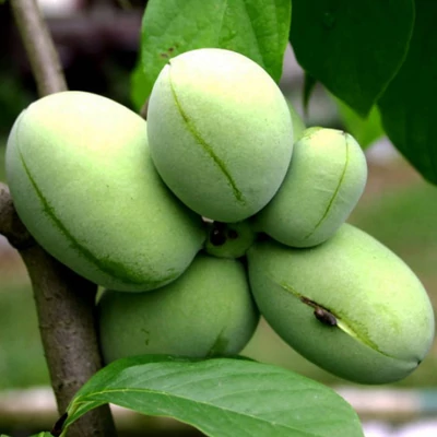 Asimina triloba 'Davis' – Indián banán
