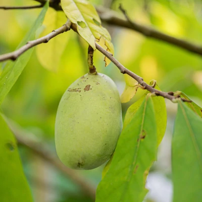 Asimina triloba 'Halvin' – Indián banán