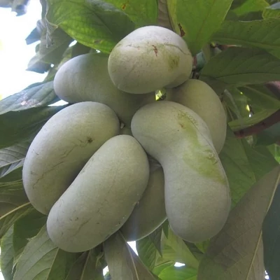 Asimina triloba 'Jerry's Big Girl' – Indián banán