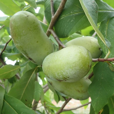 Asimina triloba 'Kentucky Champion' – Indián banán