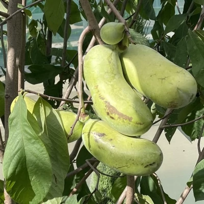 Asimina triloba 'KSU Atwood' – Indián banán