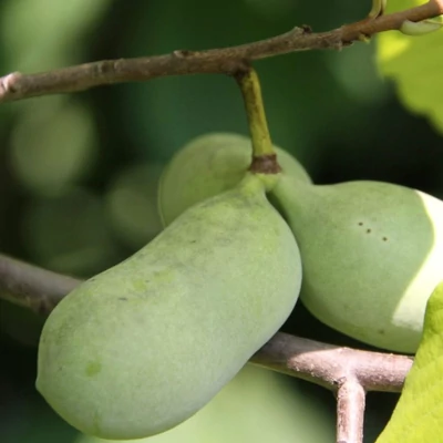 Asimina triloba 'Lyn's Favorite' – Indián banán