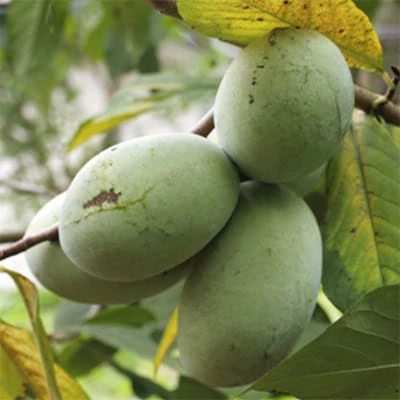 Asimina triloba 'Maria's Joy' – Indián banán